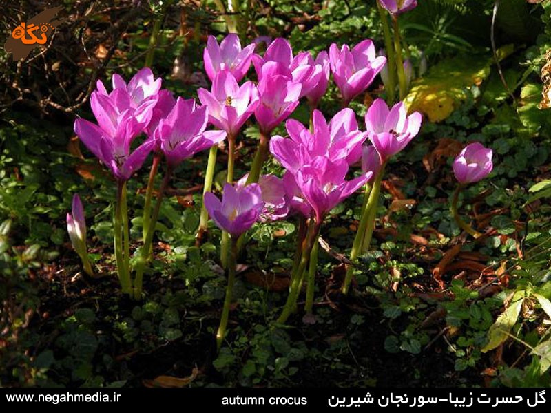 Colchicum autumnale